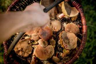 Zásady správného houbaře a kuchaře